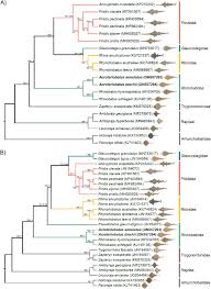 Image result for Acroteriobatus blochii