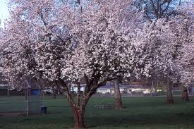 Attēlu rezultāti vaicājumam “Prunus cerasifera”