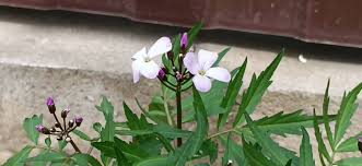 Attēlu rezultāti vaicājumam “Cardamine bulbifera leaf”