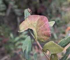 Attēlu rezultāti vaicājumam “Aphis confusa”