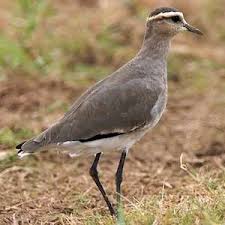 Image result for Vanellus gregarius