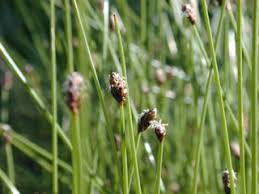 Attēlu rezultāti vaicājumam “Eleocharis palustris flower”