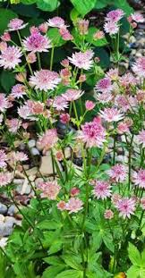 Attēlu rezultāti vaicājumam “Laserpitium pruthenicum”