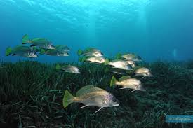 Image result for Sciaena umbra