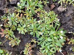 Attēlu rezultāti vaicājumam “Erophila verna flower”
