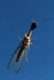 Attēlu rezultāti vaicājumam “Raphidioptera larva”
