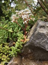 Attēlu rezultāti vaicājumam “Sedum album leaf”