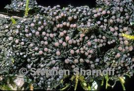 Attēlu rezultāti vaicājumam “Collema”