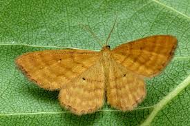 Attēlu rezultāti vaicājumam “Idaea serpentata”