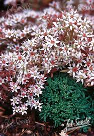 Attēlu rezultāti vaicājumam “Sedum hispanicum”