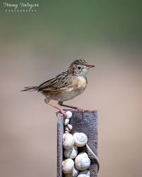 Image result for Cisticola juncidis