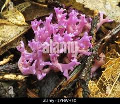 Attēlu rezultāti vaicājumam “Ramariopsis pulchella”