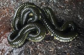 Attēlu rezultāti vaicājumam “Annelides”