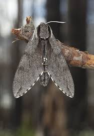 Attēlu rezultāti vaicājumam “Sphinx pinastri”