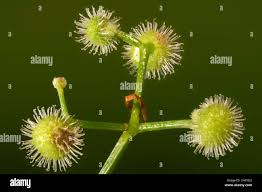 Attēlu rezultāti vaicājumam “Galium triflorum fruit”