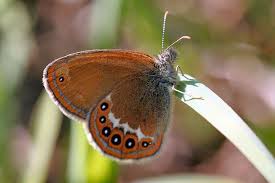 Attēlu rezultāti vaicājumam “Coenonympha hero”