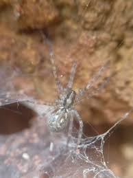 Attēlu rezultāti vaicājumam “Tegenaria sp.”