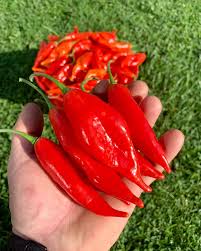 Afbeeldingsresultaat voor paper lantern hot pepper