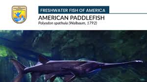 Image result for Polyodon spathula