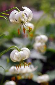 Image result for Lilium martagon Alba