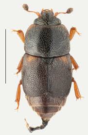 Attēlu rezultāti vaicājumam “Anisotoma humeralis”