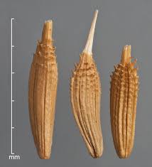 Attēlu rezultāti vaicājumam “Taraxacum officinale aggr. fruit”