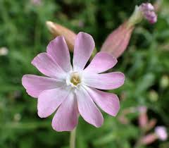 Attēlu rezultāti vaicājumam “Silene tatarica bud”