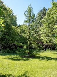 Attēlu rezultāti vaicājumam “Larix kaempferi”