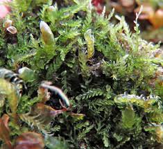 Attēlu rezultāti vaicājumam “Cephalozia bicuspidata sporophyte”