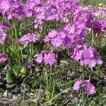 Attēlu rezultāti vaicājumam “Primula farinosa leaf”