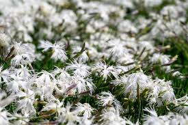 Attēlu rezultāti vaicājumam “Dianthus arenarius”