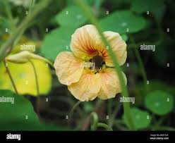 Image result for Tropaeolum minus