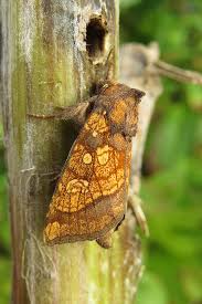 Attēlu rezultāti vaicājumam “Gortyna flavago”