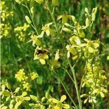 Attēlu rezultāti vaicājumam “Sisymbrium volgense leaf”