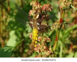 Attēlu rezultāti vaicājumam “Libellula depressa male”