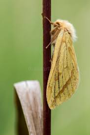 Attēlu rezultāti vaicājumam “Hepialus humuli female”