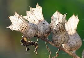 Attēlu rezultāti vaicājumam “Hyoscyamus niger fruit”