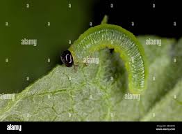 Attēlu rezultāti vaicājumam “Pristiphora maesta larva”