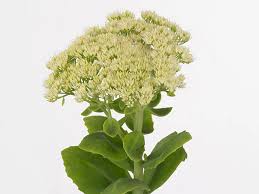 Image result for Chrysanthemum spectabile