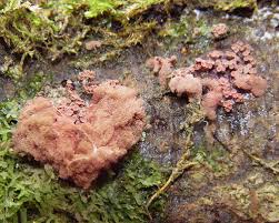 Attēlu rezultāti vaicājumam “Arcyria affinis spores”