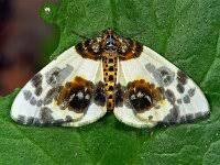 Attēlu rezultāti vaicājumam “Abraxas sylvata”