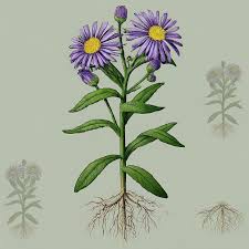 Image result for Aster amellus