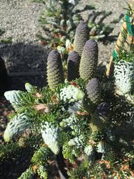 Attēlu rezultāti vaicājumam “Abies koreana”