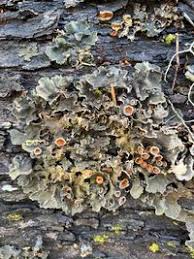 Attēlu rezultāti vaicājumam “Peltigera polydactylon”