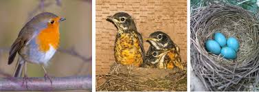 Attēlu rezultāti vaicājumam “Erithacus rubecula nest”