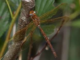 Attēlu rezultāti vaicājumam “Aeshna grandis”