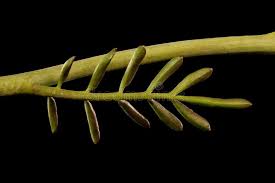 Attēlu rezultāti vaicājumam “Cardamine amara leaf”