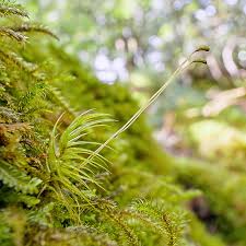 Attēlu rezultāti vaicājumam “Dicranum majus”