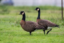 Attēlu rezultāti vaicājumam “Branta canadensis”