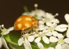 Attēlu rezultāti vaicājumam “Calvia decemguttata imago”